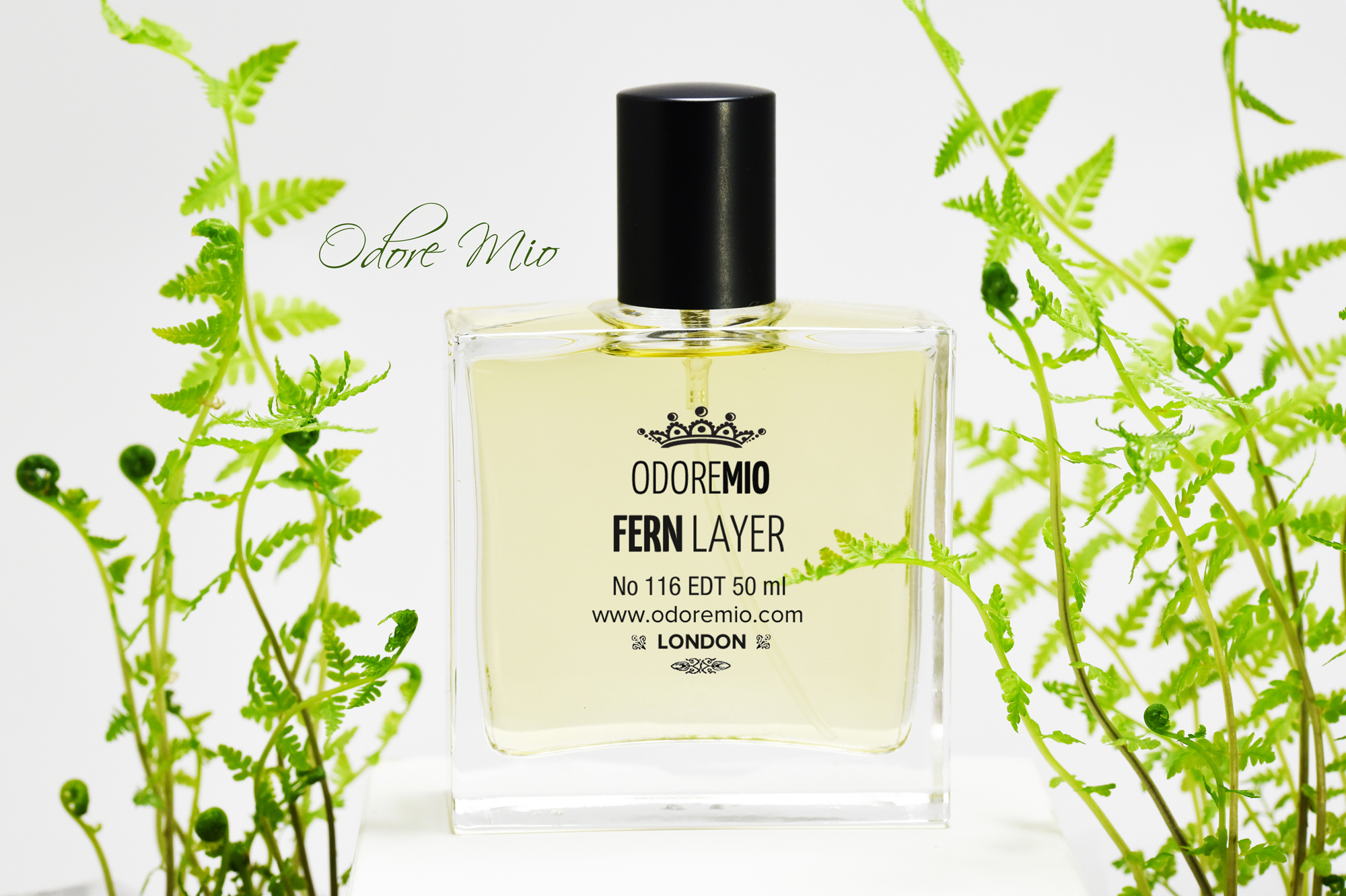 Fern layer: forest after rain