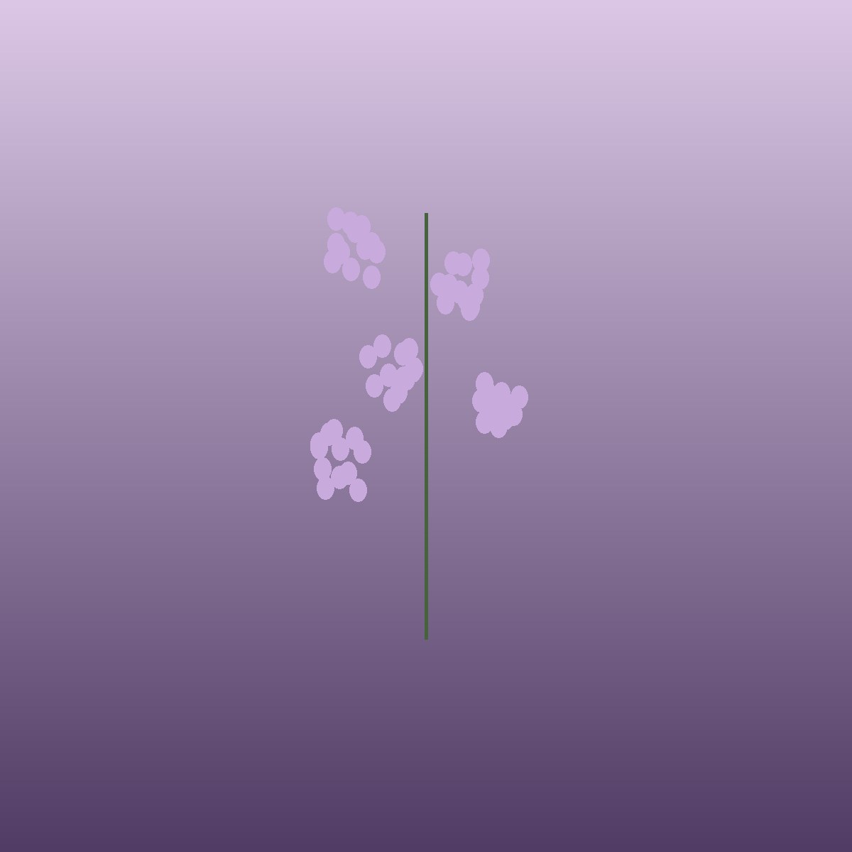 Purple Lilac