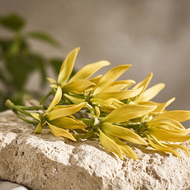 Ylang Ylang